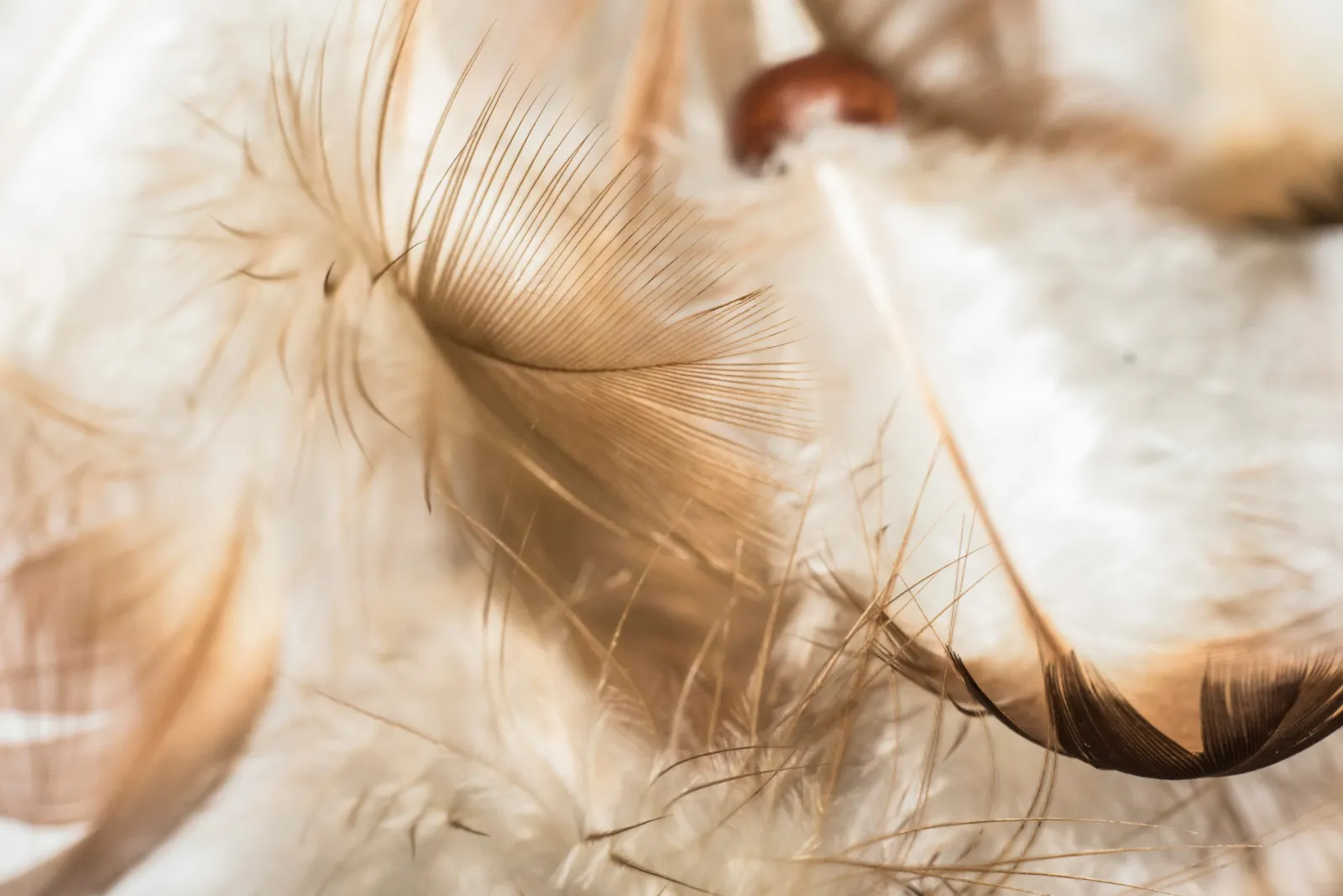 Soft golden angel feathers against a pale light background